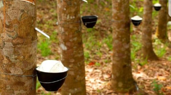 Criză pe piața cauciucului. Plantațiile, atacate de dăunători