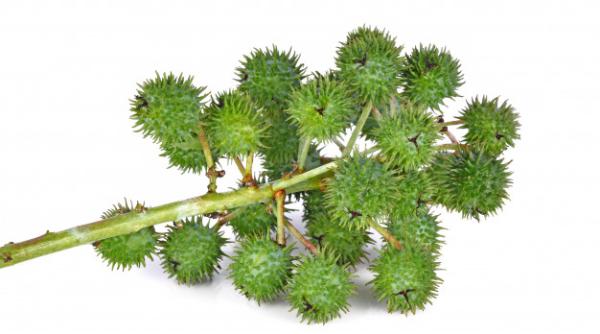 Cu un hectar de teren te poți îmbogăți! Bani rapizi și muncă puțină