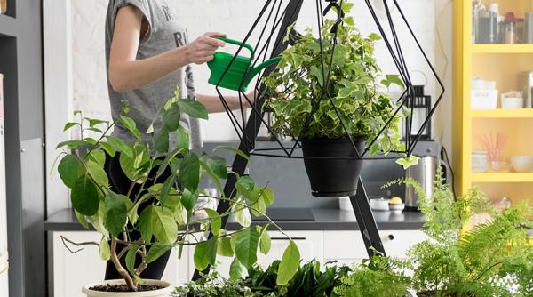 Mit desființat. Plantele de apartament nu sunt ce par