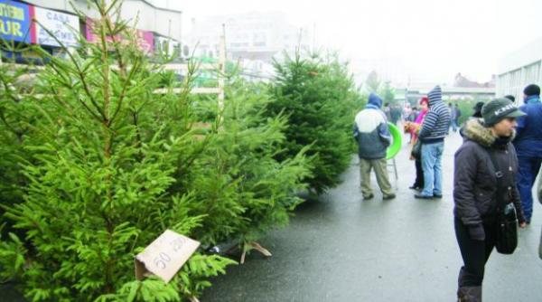 Romsilva scoate la vânzare 40.000 de pomi de Crăciun