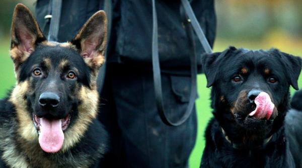 ”Pensii” acordate animalelor. Cine sunt beneficiarii 