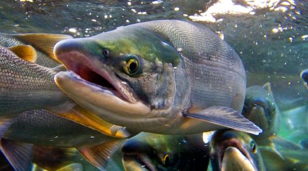 Somonul ... de deșert. Altă minune care se întâmplă în Dubai