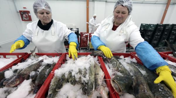 De ce ar trebui returnați banii cheltuiți cu Bursa de pește 