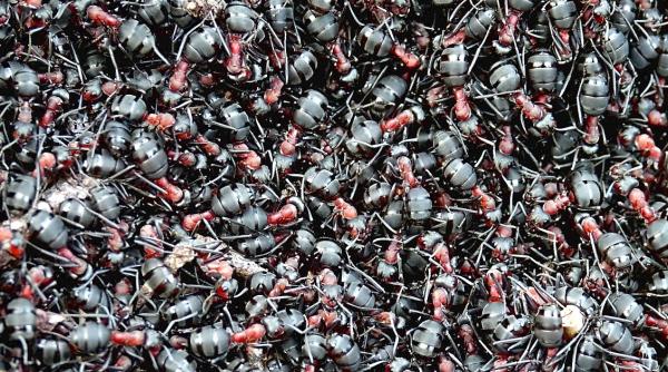 Închise într-un rezervor, furnicile au devenit canibale