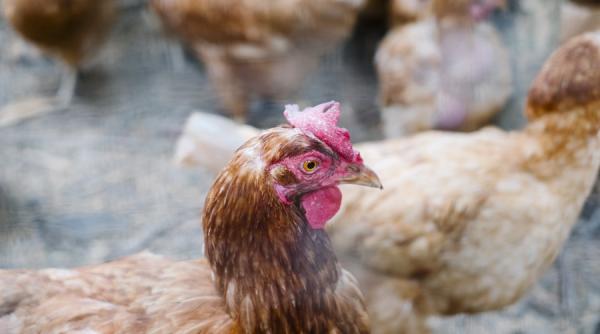 Poluare. Dosar penal pentru o firmă producătoare de carne de pui