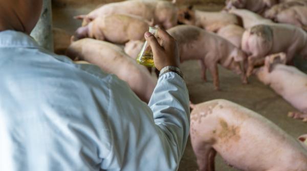 ANSVSA: Măsuri pentru prevenirea pestei pornice în România