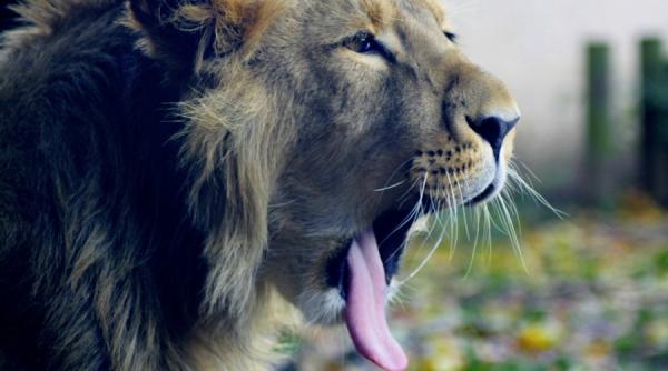 Leul, gata să sară pragul de 4,85. Când se va întâmpla asta