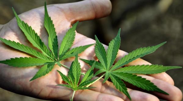 Legalizarea canabisului în scop medicinal. Proiect adoptat tacit de Senat