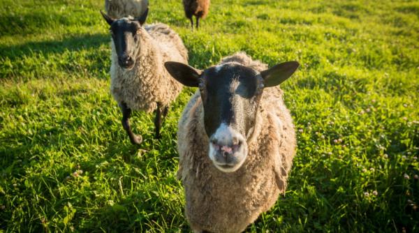 Acuzații grave: Unii producători pun căcăreze de oaie în lapte