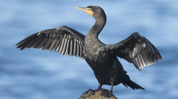Senatul dă undă verde pentru vânarea cormoranilor