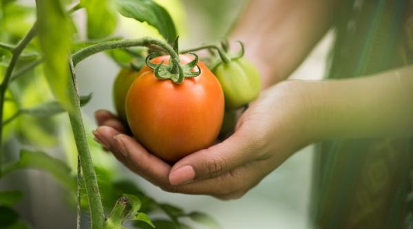 Programul Tomata în spaţii protejate, suplimentat cu 12 milioane de euro