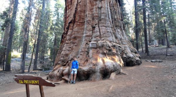 Cel mai înalt sequoia are 3.200 de ani