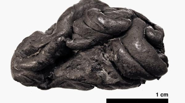 O gumă de mestecat veche de 6.000 de ani, descoperită în Danemarca