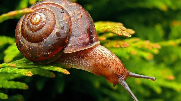 Economia lumii va crește cu viteza melcului. Studiu EIU