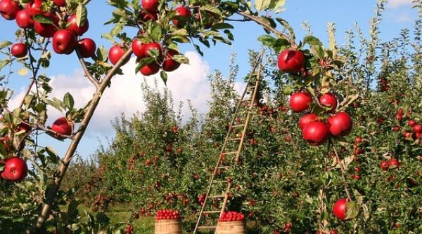 RETROSPECTIVĂ 2019. Important producător de cereale, România importă masiv alimente 