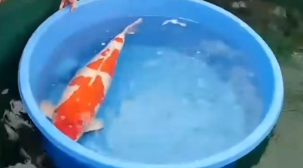 Cea mai scumpă specie de pește din lume (VIDEO)