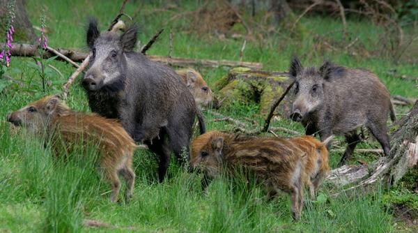 OIE: Peste porcină se apropie de Germania 