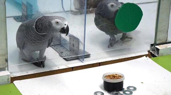 A fost descoperit altruismul la o anumită specie de papagali VIDEO