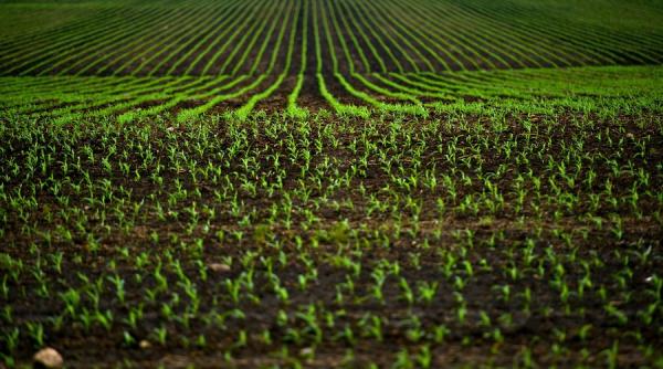 Ministerul Agriculturii permite utilizarea unor semințe tratate cu o substanță nocivă albinelor