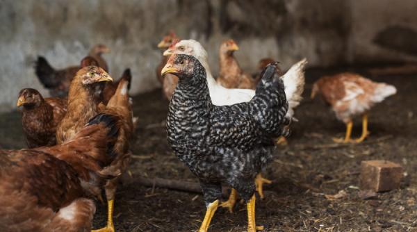 Focar de gripă aviară, confirmat în Maramureș