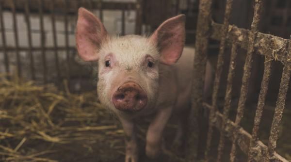 În plină criză a gripei porcine, China vrea altfel de carne. De unde vrea să importe