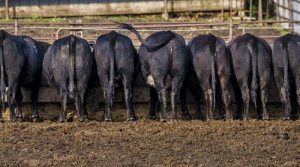 Șeful fermierilor americani cere UE să-și deschidă larg porțile