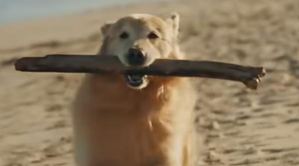 Gest incredibil la Super Bowl 2020! Povestea unui câine (VIDEO)