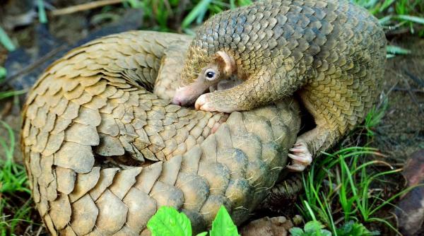 Virusul ucigaș. Pangolinul, ”bestia neagră” a epidemiei de coronavirus