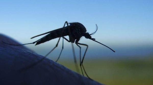 Rusia scapă de toți țânțarii! E bine pentru unii, dezastru pentru alții