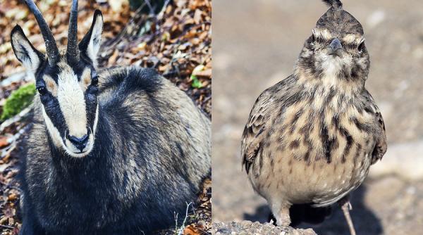 Două animale emblematice pentru România, puse sub protecție