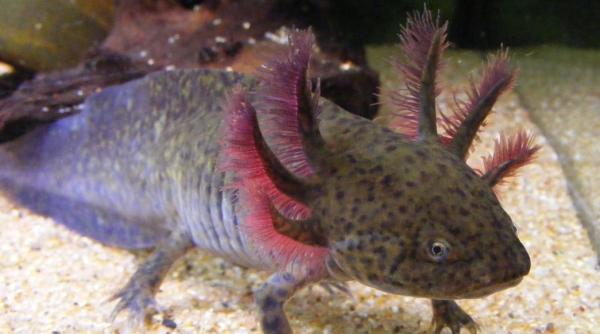 Efectele negative ale schimbărilor climatice. Pot readuce la viață speciile cu sânge rece