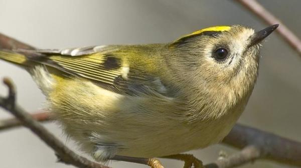 Siberia, o nouă descoperire uluitoare. E aproape intactă