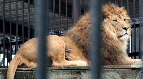 Curs valutar. Leul, ținut la limită, prețul aurului explodează