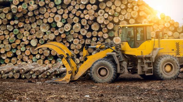 Costel Alexe, prezintă cifrele groazei. Ce se întâmplă cu jumătate din arborii tăiați din păduri VIDEO