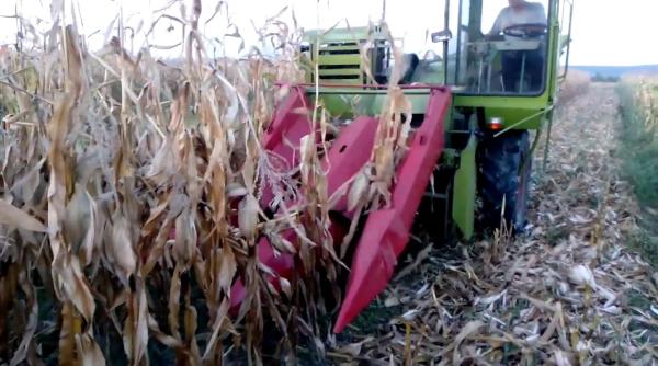 România, pe primul loc în UE la producția de porumb și floarea soarelui