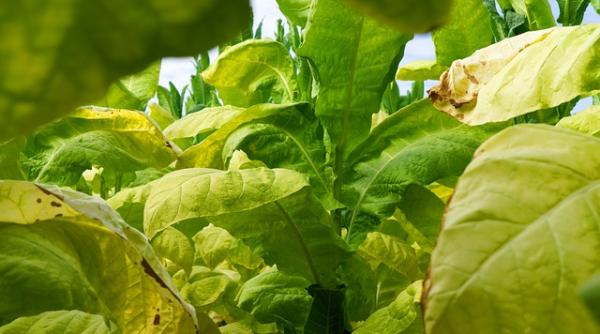 Covid-19. Un vaccin, grație frunzelor de tutun? Deja se lucrează