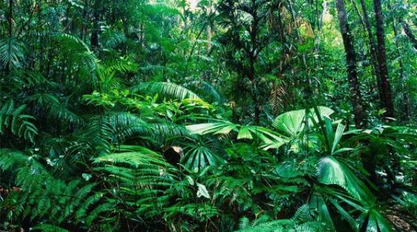 Polul Sud acoperit de păduri tropicale! Ce spun cercetătorii