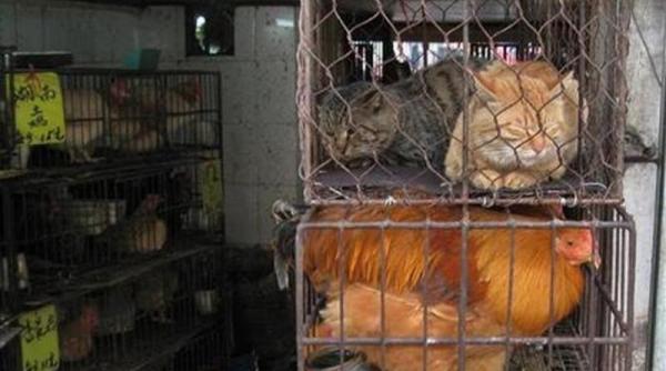 Shenzhen, primul oraș din China care interzice total consumul cărnii de câini și pisici