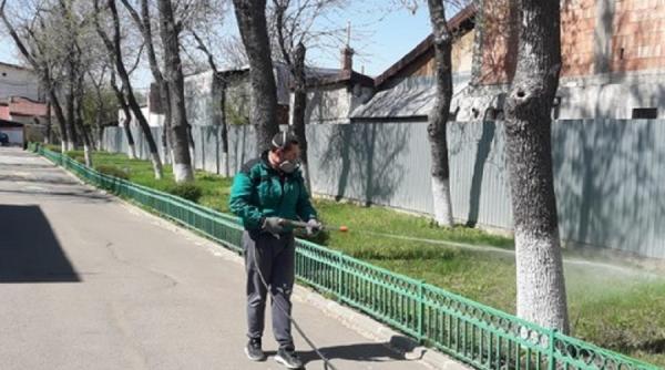 Covid-19 se poate transmite prin înțepături? Măsuri împotriva țânțarilor