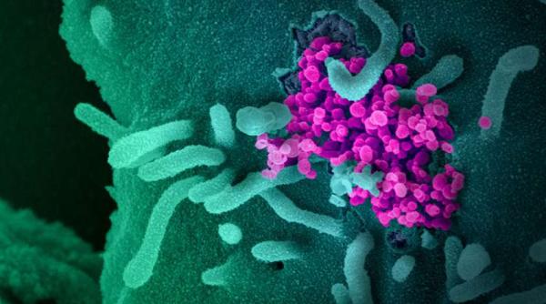 Covid-19: Serviciile de informații din SUA au găsit RĂSPUNSUL