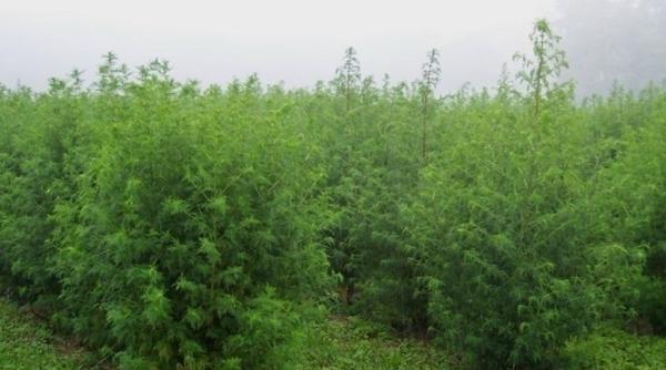 Covid-19. Tratament pe bază de plante. Va fi lansat oficial