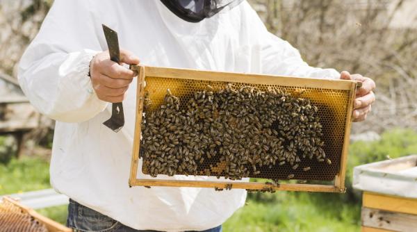 Apicultorii vor primi 150,63 de milioane de lei pentru Programul Naţional Apicol