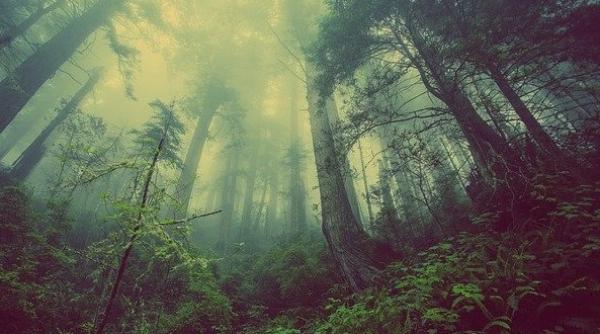 Raport. 178 milioane hectare de pădure, distruse în ultimii 30 de ani