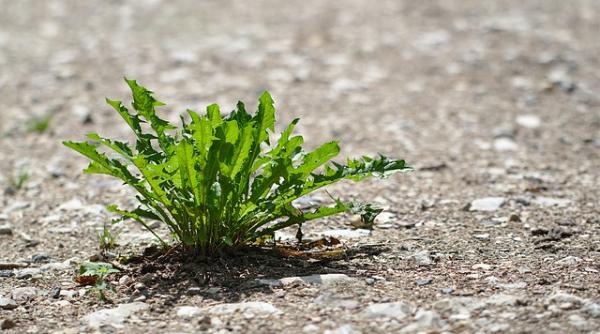 Asigurări pentru secetă. Ministrul Oros: Suntem în negocieri