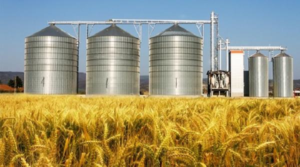 Este prea mult grâu pe piața mondială