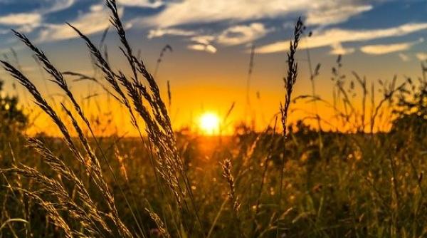 Ministrul Agriculturii: 1,3 milioane de hectare, declarate calamitate până acum