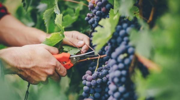 Românii au dat viile din România pe cele din Italia