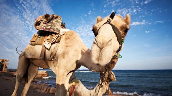 INCREDIBIL. Cărți aduse de cămile în Etiopia