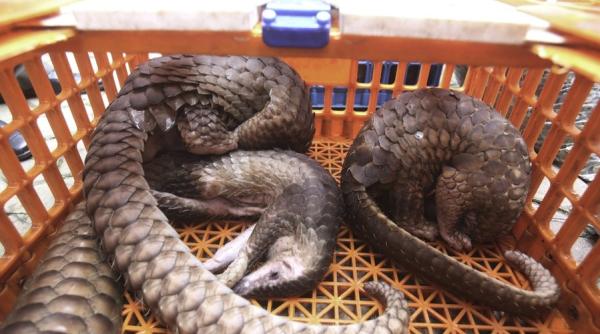 Fără PANGOLINI! China a pus piciorul în prag