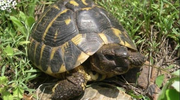 Șofer român, reținut în Ungaria pentru tranport ilegal de animale vulnerabile